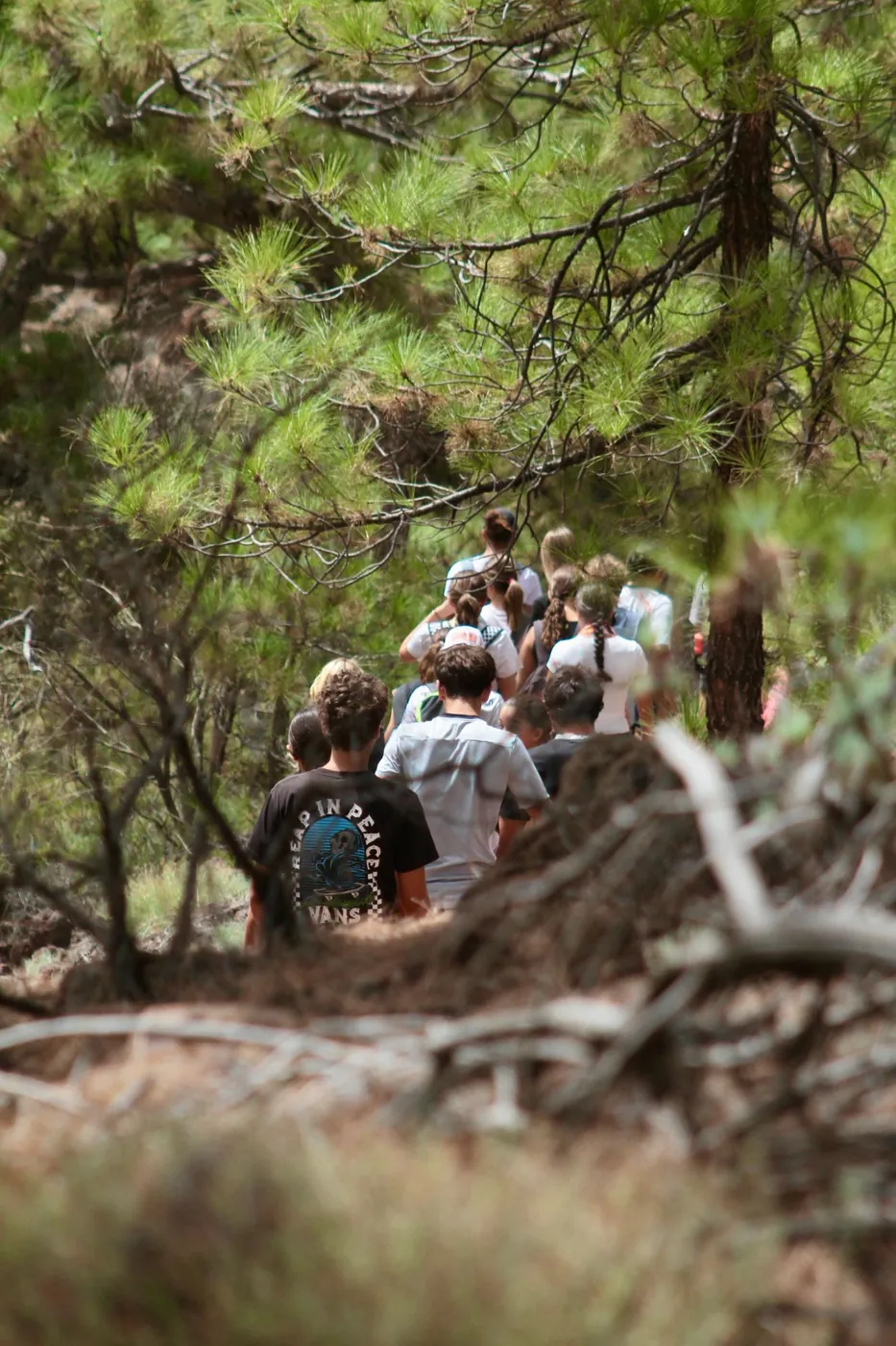 El grupo caminando por el pinar visto entre las ramas